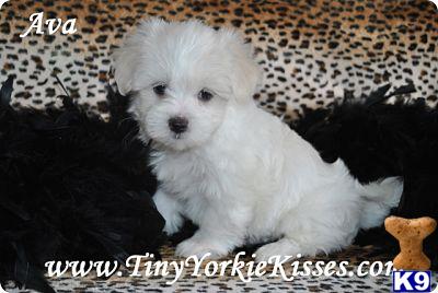 Maltese Puppies in CA